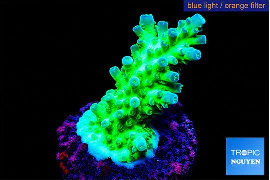 Acropora green & blue tip Fijii 3-4 cm WYSIWYG acclimaté