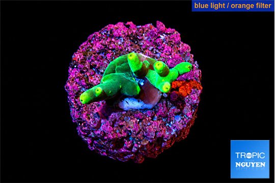 Acropora caroliniana banana 1-2 cm WYSIWYG acclimaté