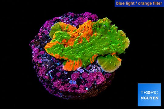Montipora graphted 2-3 cm WYSIWYG acclimaté