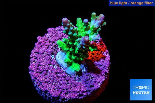 Acropora green & blue tip Fijii 3-4 cm WYSIWYG acclimaté