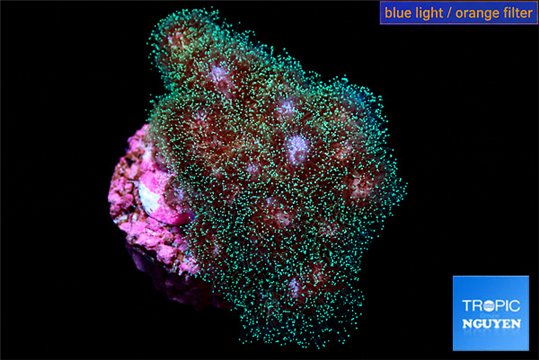 Pocillopora damicornis green & pink tip 2-4 cm WYSIWYG acclimaté