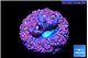 Acropora pink Fijii 1-2 cm WYSIWYG acclimaté