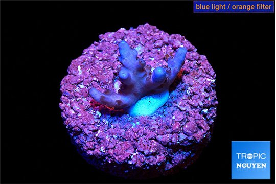 Acropora pink Fijii 1-2 cm WYSIWYG acclimaté