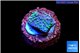 Sarcophython full neon green polyps Australia 2 cm WYSIWYG acclimaté