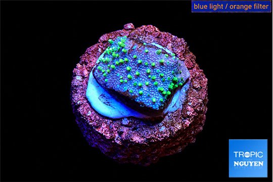 Sarcophython full neon green polyps Australia 2 cm WYSIWYG acclimaté