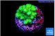 Pocillopora verrucosa toxic green 2-3 cm WYSIWYG acclimaté