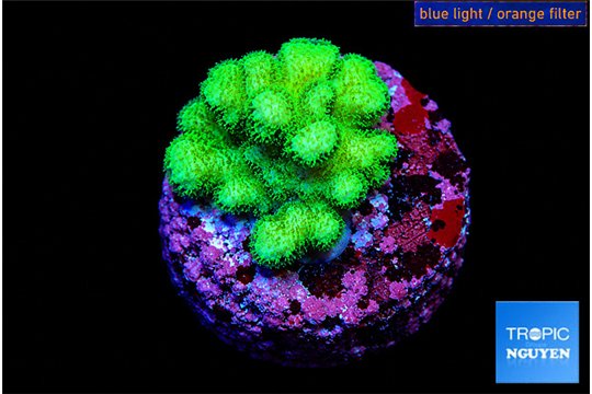 Pocillopora verrucosa toxic green 2-3 cm WYSIWYG acclimaté