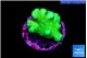 Pocillopora verrucosa toxic green 2-3 cm WYSIWYG acclimaté