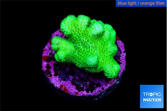 Pocillopora verrucosa toxic green 2-3 cm WYSIWYG acclimaté