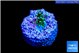 Acropora purple neon green polyps 1-2 cm WYSIWYG acclimaté