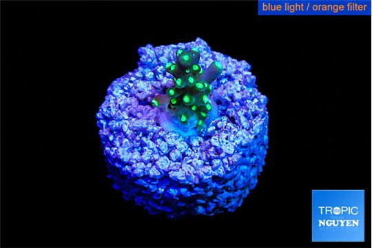Acropora purple neon green polyps 1-2 cm WYSIWYG acclimaté