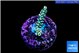 Acropora tenuis 2-3 cm WYSIWYG acclimaté