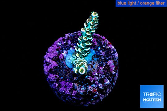 Acropora tenuis 2-3 cm WYSIWYG acclimaté