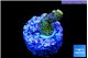 Acropora sunset neon toxic green polyps premium 1-2 cm WYSIWYG acclimaté