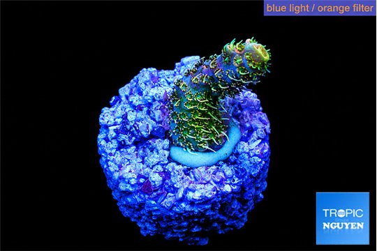 Acropora sunset neon toxic green polyps premium 1-2 cm WYSIWYG acclimaté