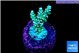 Acropora tenuis 2-3 cm WYSIWYG acclimaté
