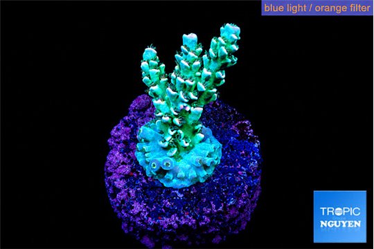 Acropora tenuis 2-3 cm WYSIWYG acclimaté