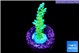 Acropora green blue Fijii 2-3 cm WYSIWYG acclimaté
