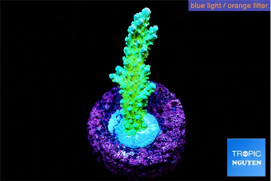 Acropora green blue Fijii 2-3 cm WYSIWYG acclimaté