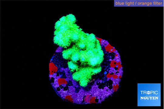 Pocillopora verrucosa toxic green 2-3 cm WYSIWYG acclimaté