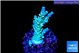 Acropora tenuis 2-3 cm WYSIWYG acclimaté