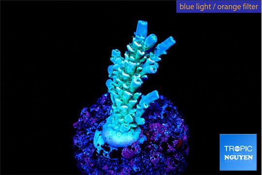 Acropora tenuis 2-3 cm WYSIWYG acclimaté