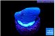 Sarcophython full neon green polyps Australia 2-3 cm WYSIWYG acclimaté