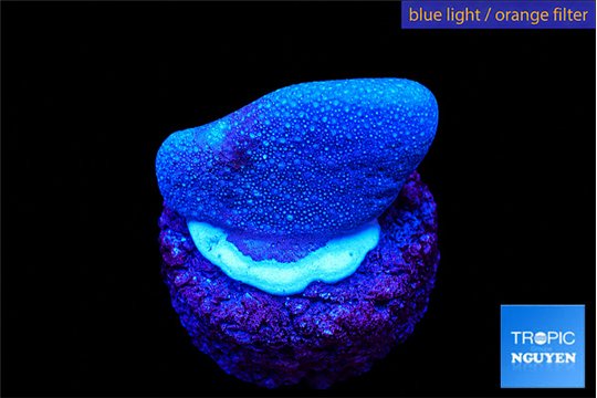 Sarcophython full neon green polyps Australia 2-3 cm WYSIWYG acclimaté