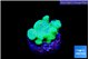 Pocillopora verrucosa toxic green 1 cm WYSIWYG acclimaté