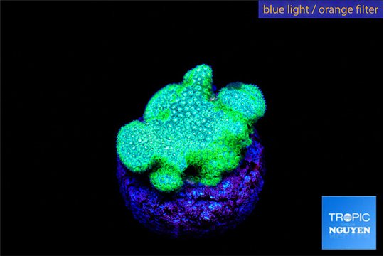 Pocillopora verrucosa toxic green 1 cm WYSIWYG acclimaté