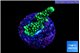 Montipora green & purple polyps 2-3 cm WYSIWYG acclimaté