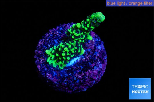Montipora green & purple polyps 2-3 cm WYSIWYG acclimaté
