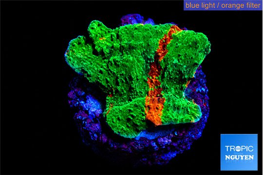 Montipora graphted 3-4 cm WYSIWYG acclimaté