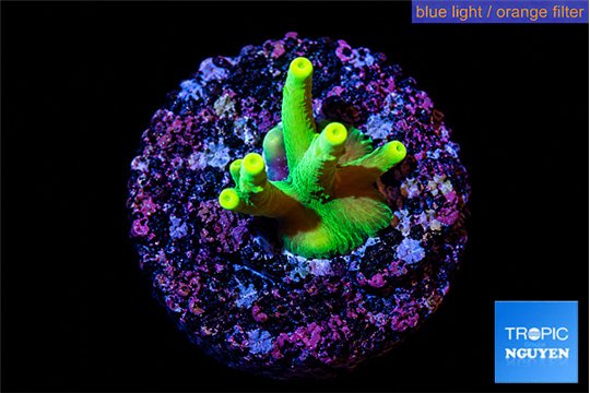 Acropora caroliniana banana 1-2 cm WYSIWYG acclimaté