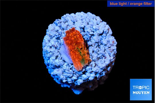 Montipora graphted frag 1 cm WYSIWYG acclimaté