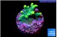 Acropora caroliniana banana 1-2 cm WYSIWYG acclimaté