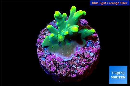 Acropora caroliniana banana 1-2 cm WYSIWYG acclimaté