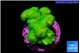 Pocillopora verrucosa toxic green 2-3 cm WYSIWYG acclimaté