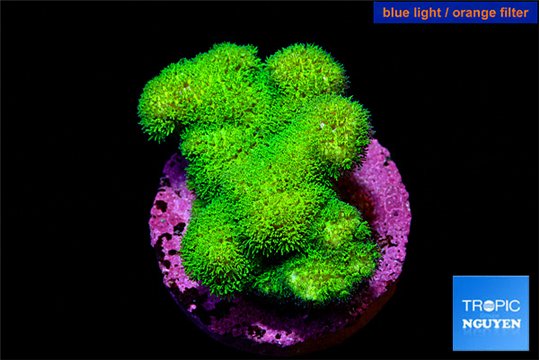 Pocillopora verrucosa toxic green 2-3 cm WYSIWYG acclimaté