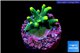 Acropora caroliniana banana 1-2 cm WYSIWYG acclimaté