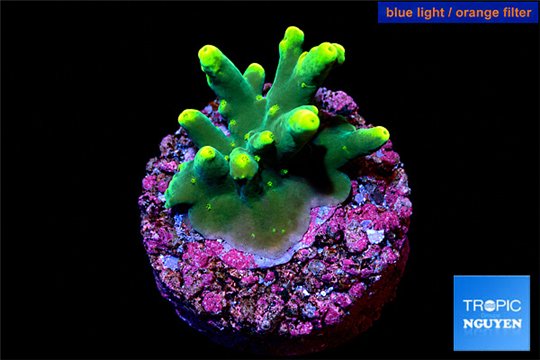 Acropora caroliniana banana 1-2 cm WYSIWYG acclimaté