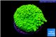 Pocillopora verrucosa toxic green 2 cm WYSIWYG acclimaté