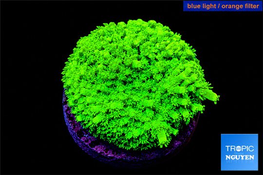 Pocillopora verrucosa toxic green 2 cm WYSIWYG acclimaté