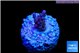 Acropora purple table Fijii 1-2 cm WYSIWYG acclimaté