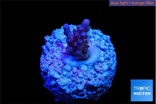 Acropora purple table Fijii 1-2 cm WYSIWYG acclimaté