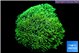 Pachyclavularia neon green 8-12 cm WYSIWYG acclimaté