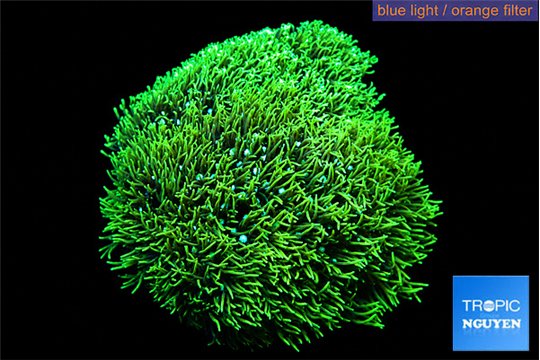 Pachyclavularia neon green 8-12 cm WYSIWYG acclimaté