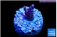 Acropora gemmifera purple 1-2 cm WYSIWYG acclimaté