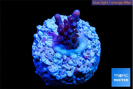 Acropora gemmifera purple 1-2 cm WYSIWYG acclimaté