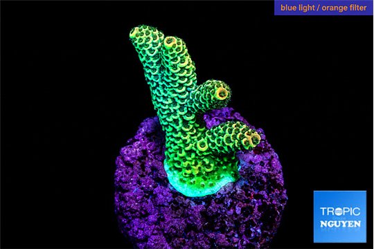 Acropora sunset 2-3 cm WYSIWYG acclimaté